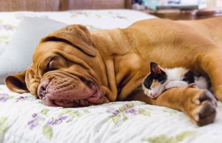 Illustration de l'article : 20 chats qui ont pour passion de dormir sur leur ami chien