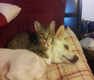 Illustration de l'article : 20 chats qui ont pour passion de dormir sur leur ami chien
