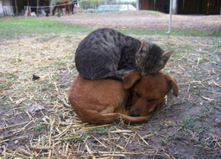 Illustration de l'article : 20 chats qui ont pour passion de dormir sur leur ami chien