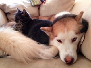 Illustration de l'article : 20 chats qui ont pour passion de dormir sur leur ami chien