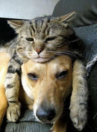 Illustration de l'article : 20 chats qui ont pour passion de dormir sur leur ami chien