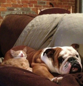 Illustration de l'article : 20 chats qui ont pour passion de dormir sur leur ami chien
