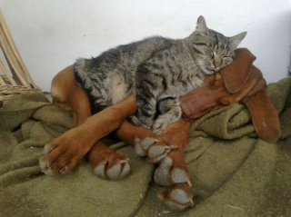 Illustration de l'article : 20 chats qui ont pour passion de dormir sur leur ami chien