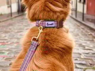 Illustration de l'article : Bandit : des accessoires pour chien haute-couture qui se remarquent et se démarquent