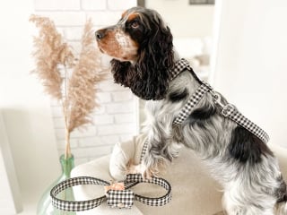 Des accessoires pour chien responsables et faits en France : Bandit Paris •  Emprunte Mon toutou