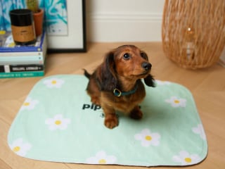 Illustration de l'article : Bandit : des accessoires pour chien haute-couture qui se remarquent et se démarquent