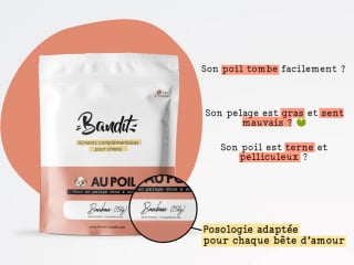 Illustration de l'article : Bandit : des accessoires pour chien haute-couture qui se remarquent et se démarquent