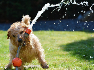 Illustration de l'article : 10 idées sympas pour aménager votre jardin de manière adaptée à votre chien