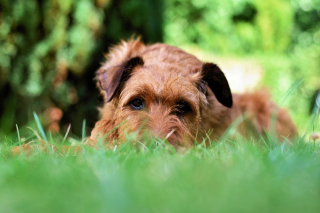 Illustration de l'article : 10 idées sympas pour aménager votre jardin de manière adaptée à votre chien