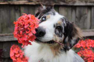 Illustration de l'article : 10 idées sympas pour aménager votre jardin de manière adaptée à votre chien