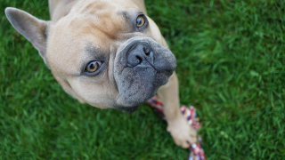 Illustration de l'article : 10 idées sympas pour aménager votre jardin de manière adaptée à votre chien