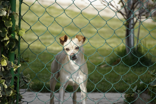 Illustration de l'article : 10 idées sympas pour aménager votre jardin de manière adaptée à votre chien