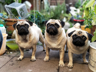 Illustration de l'article : 10 idées sympas pour aménager votre jardin de manière adaptée à votre chien