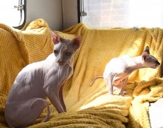 Illustration de l'article : Une femelle Sphynx utilisée pour mettre au monde plus de 70 chatons prise en charge dans un état préoccupant