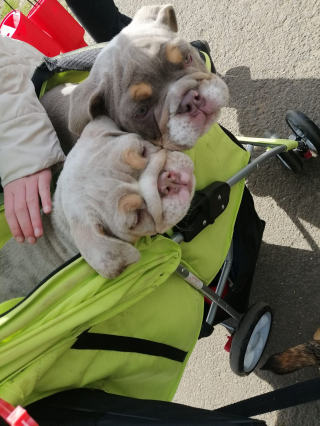 Illustration de l'article : Un appel aux dons pour financer la chirurgie de 2 chiots bouledogues avec des difficultés respiratoires