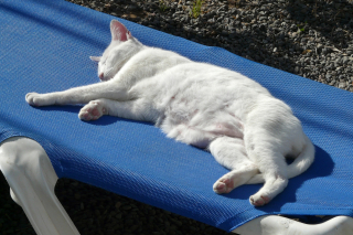Illustration de l'article : Partir en vacances avec son animal le cœur léger ? C'est possible grâce au kit de Mars Petcare !