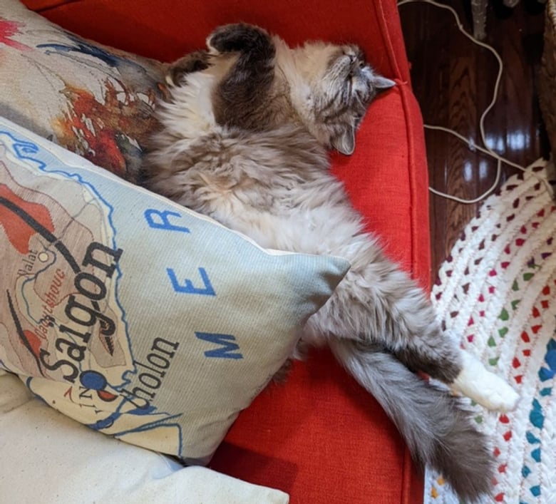 https://www.woopets.fr/assets/ckeditor/2022/apr/actualities/13781/xl/0bc5ed5589affa4513aeedb57f.jpg