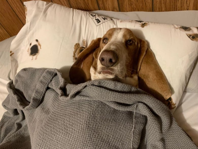 https://www.woopets.fr/assets/ckeditor/2022/apr/actualities/13781/xl/f66b705a9dae020911d2a17bc2.jpg