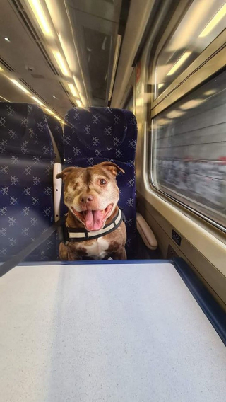 Illustration de l'article : 13 photos de chats et chiens qui vont vous toucher en plein coeur