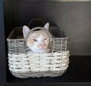 Illustration de l'article : 13 photos de chats et chiens qui vont vous toucher en plein coeur