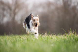 Illustration de l'article : 7 raisons qui expliquent pourquoi votre chien mange de l'herbe