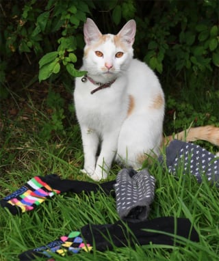 Illustration de l'article : Charlie, le chat cleptomane qui vole toutes les chaussettes du quartier qu’il trouve