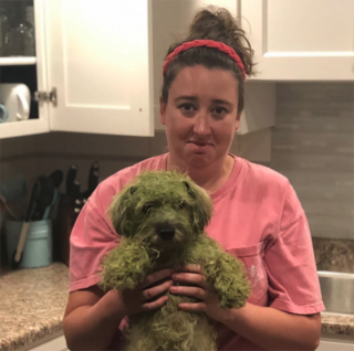 Illustration de l'article : Cette femme a été surprise en découvrant son petit chien complètement vert
