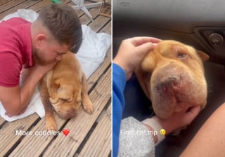 Illustration de l'article : Le récit émouvant de Baxter, chien ayant vécu intensément son dernier jour en ce bas monde (vidéo)