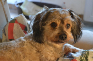 Illustration de l'article : Promis à l'euthanasie à cause de son âge et son infirmité, ce chien orphelin obtient une seconde chance