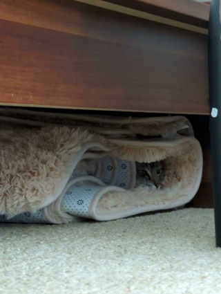 Illustration de l'article : 20 photos hilarantes de chats au comportement étrange et qui ne les rend que plus attachants