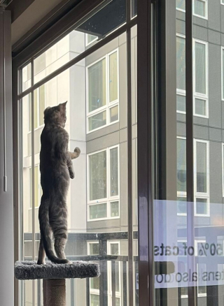Illustration de l'article : 20 photos hilarantes de chats au comportement étrange et qui ne les rend que plus attachants