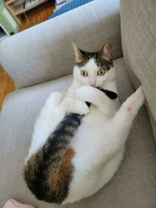 Illustration de l'article : 20 photos hilarantes de chats au comportement étrange et qui ne les rend que plus attachants