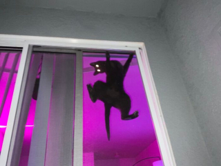 Illustration de l'article : 20 photos hilarantes de chats au comportement étrange et qui ne les rend que plus attachants
