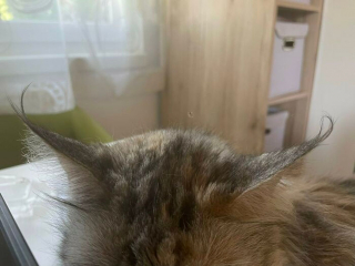 Illustration de l'article : 20 photos hilarantes de chats au comportement étrange et qui ne les rend que plus attachants