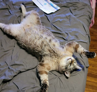 Illustration de l'article : 20 photos hilarantes de chats au comportement étrange et qui ne les rend que plus attachants