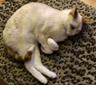 Illustration de l'article : 20 photos hilarantes de chats au comportement étrange et qui ne les rend que plus attachants