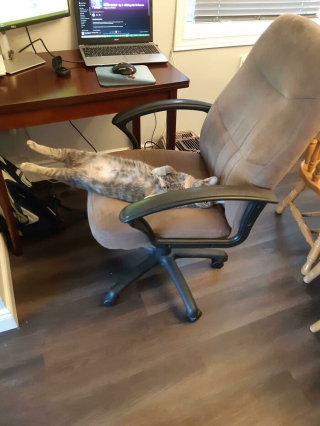 Illustration de l'article : 20 photos hilarantes de chats au comportement étrange et qui ne les rend que plus attachants