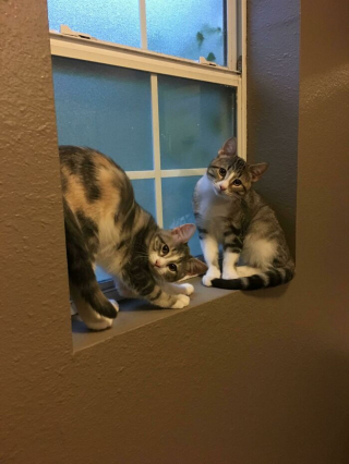 Illustration de l'article : 20 photos hilarantes de chats au comportement étrange et qui ne les rend que plus attachants