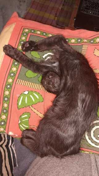 Illustration de l'article : 20 photos hilarantes de chats au comportement étrange et qui ne les rend que plus attachants