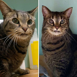 Illustration de l'article : 20 photos hilarantes de chats au comportement étrange et qui ne les rend que plus attachants