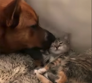 Illustration de l'article : La vidéo émouvante d’un chien et d’un chat qui se retrouvent après un an de séparation