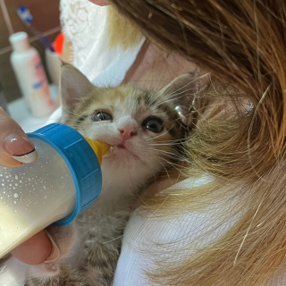 Illustration de l'article : Piégé dans les entrailles d'une voiture, un minuscule chaton miaule de toutes ses forces dans l'espoir d'être secouru (vidéo)