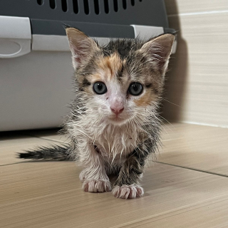 Illustration de l'article : Piégé dans les entrailles d'une voiture, un minuscule chaton miaule de toutes ses forces dans l'espoir d'être secouru (vidéo)