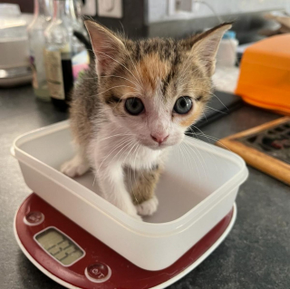 Illustration de l'article : Piégé dans les entrailles d'une voiture, un minuscule chaton miaule de toutes ses forces dans l'espoir d'être secouru (vidéo)