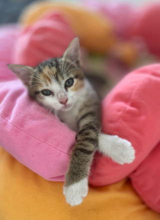 Illustration de l'article : Piégé dans les entrailles d'une voiture, un minuscule chaton miaule de toutes ses forces dans l'espoir d'être secouru (vidéo)