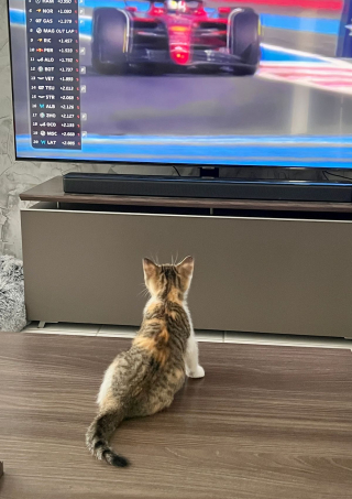 Illustration de l'article : Piégé dans les entrailles d'une voiture, un minuscule chaton miaule de toutes ses forces dans l'espoir d'être secouru (vidéo)