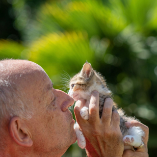 Illustration de l'article : Piégé dans les entrailles d'une voiture, un minuscule chaton miaule de toutes ses forces dans l'espoir d'être secouru (vidéo)