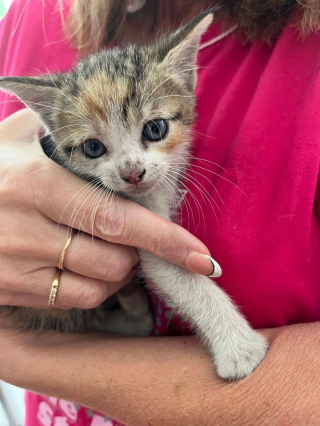 Illustration de l'article : Piégé dans les entrailles d'une voiture, un minuscule chaton miaule de toutes ses forces dans l'espoir d'être secouru (vidéo)
