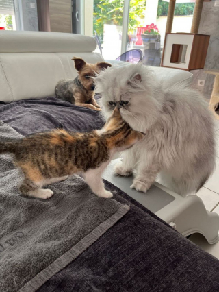 Illustration de l'article : Piégé dans les entrailles d'une voiture, un minuscule chaton miaule de toutes ses forces dans l'espoir d'être secouru (vidéo)
