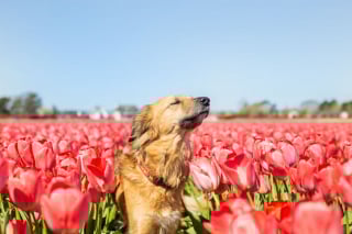 Illustration de l'article : 14 magnifiques photos de Tofu, chienne traumatisée que rien n'apaise autant que les fleurs